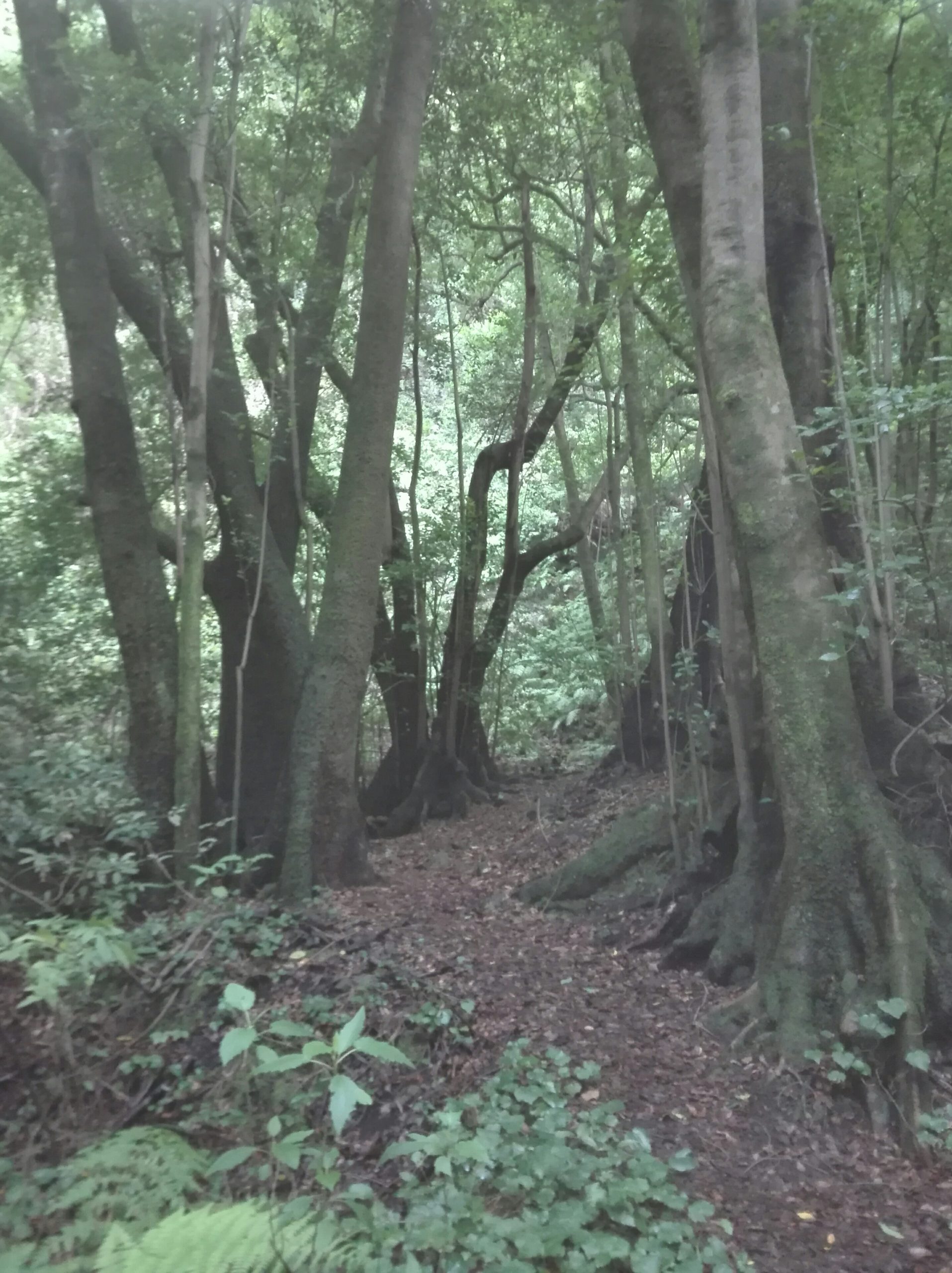 Dein Wald im Wohnzimmer Dein Wald im Wohnzimmer